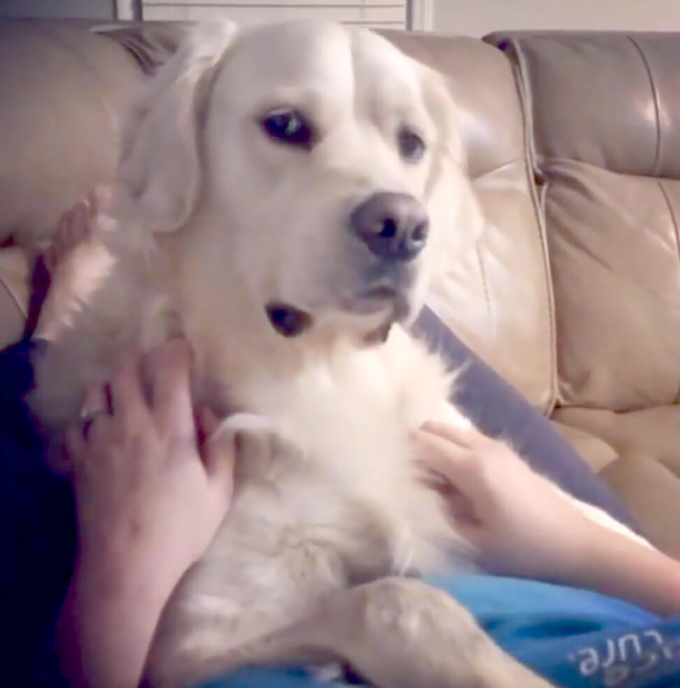 ゴールデンレトリーバー,動画