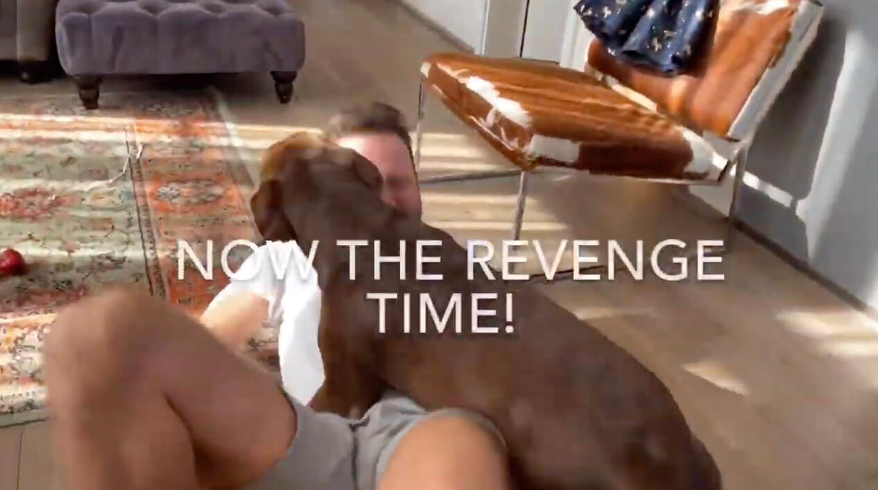 ラブラドールレトリーバー,動画