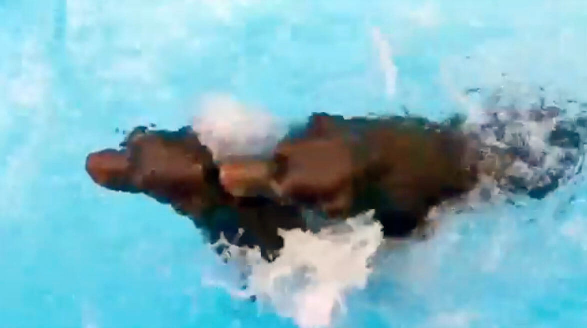 ラブラドールレトリーバー,動画