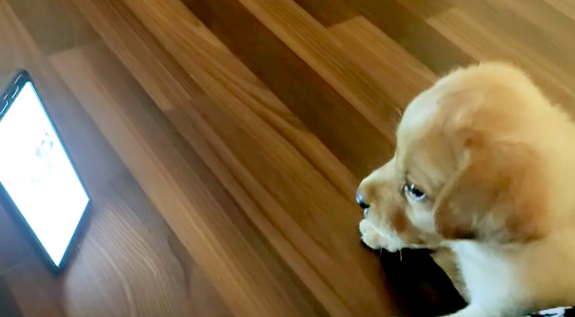 ラブラドールレトリーバー,動画