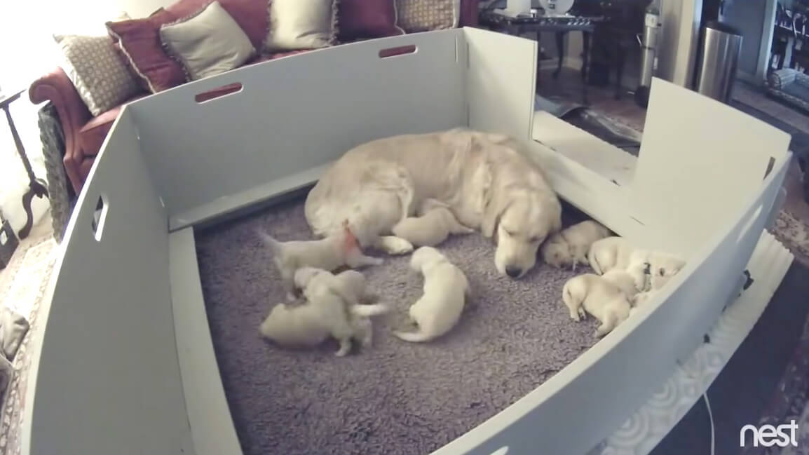 ゴールデンレトリーバー,動画