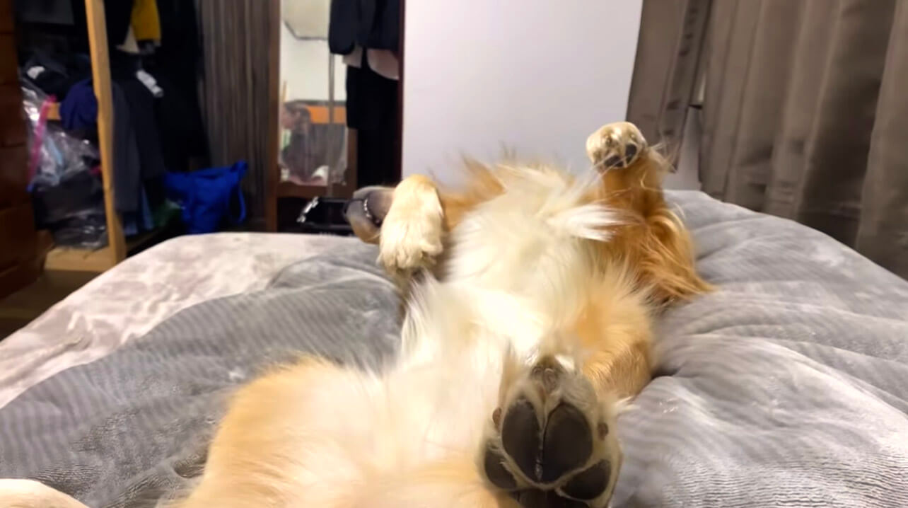 ゴールデンレトリーバー,動画