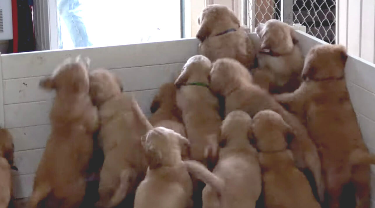 ゴールデンレトリーバー,動画