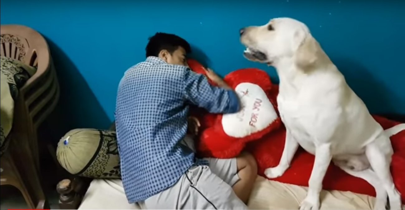 ラブラドールレトリーバー,動画