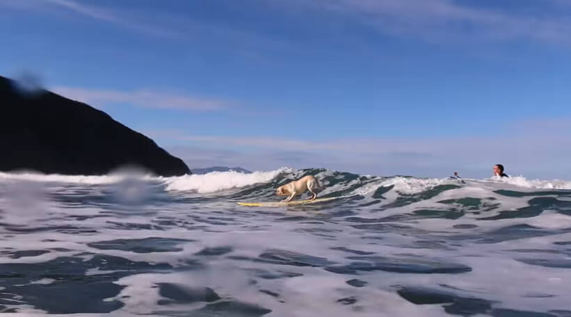 ラブラドールレトリーバー,動画