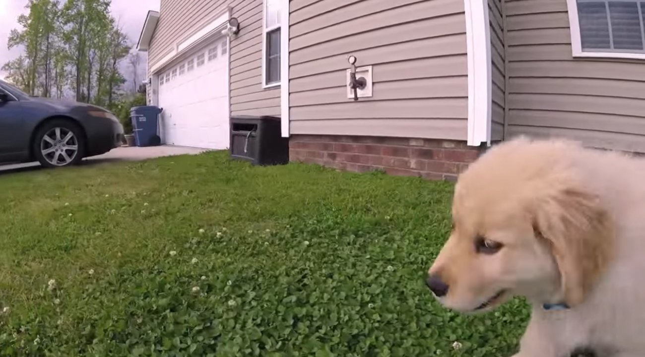 ゴールデンレトリーバー,動画