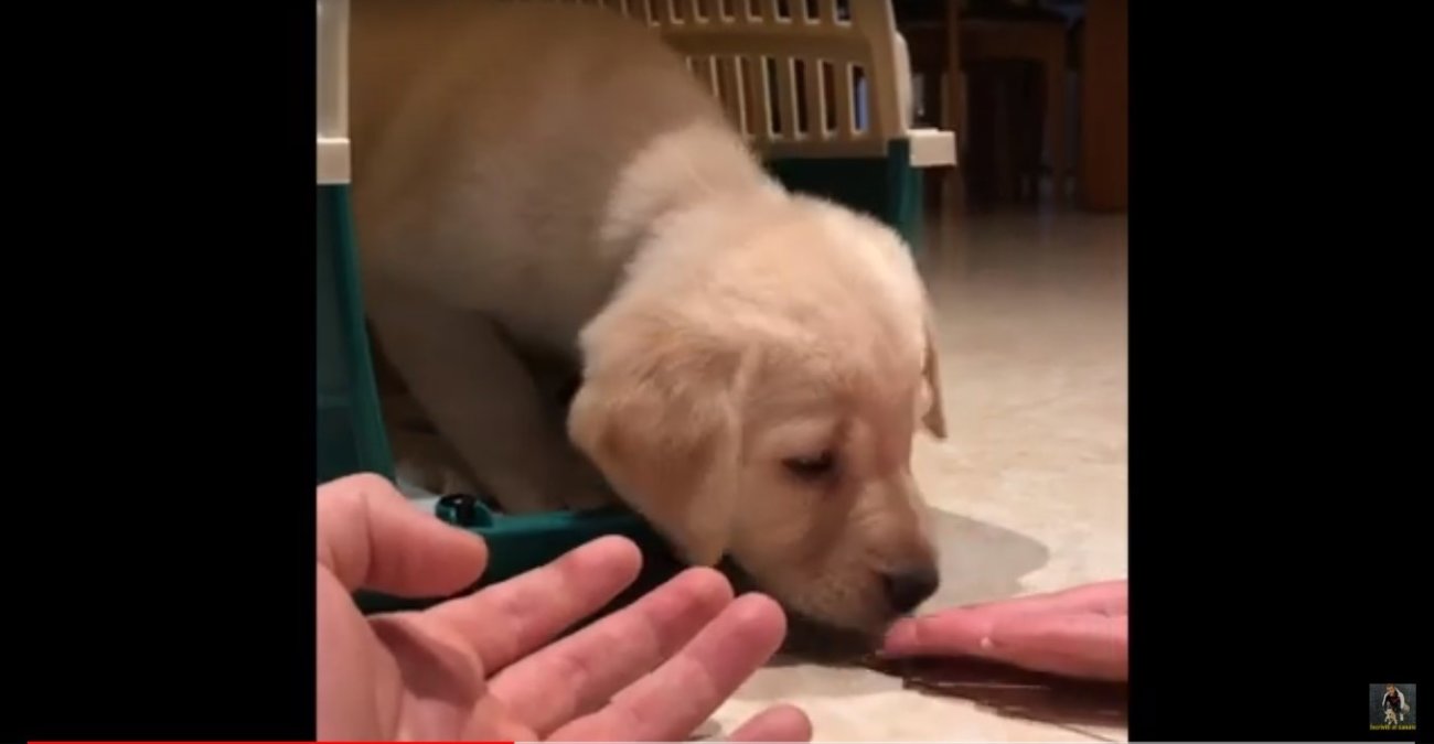 ゴールデンレトリーバー,動画