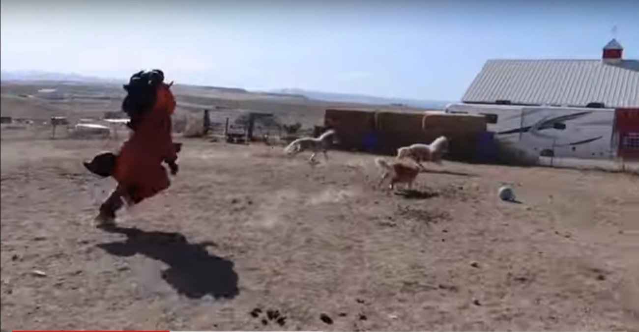 ゴールデンレトリーバー,動画