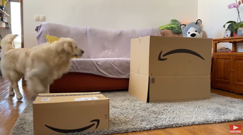 ゴールデンレトリーバー,動画