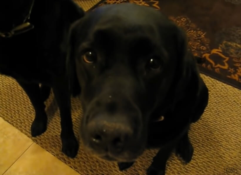 ラブラドールレトリーバー,動画