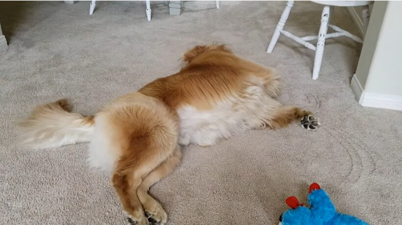 ゴールデンレトリーバー,動画