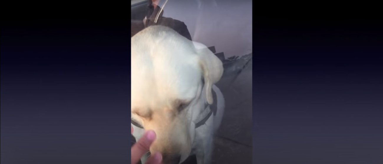 ラブラドールレトリーバー,動画