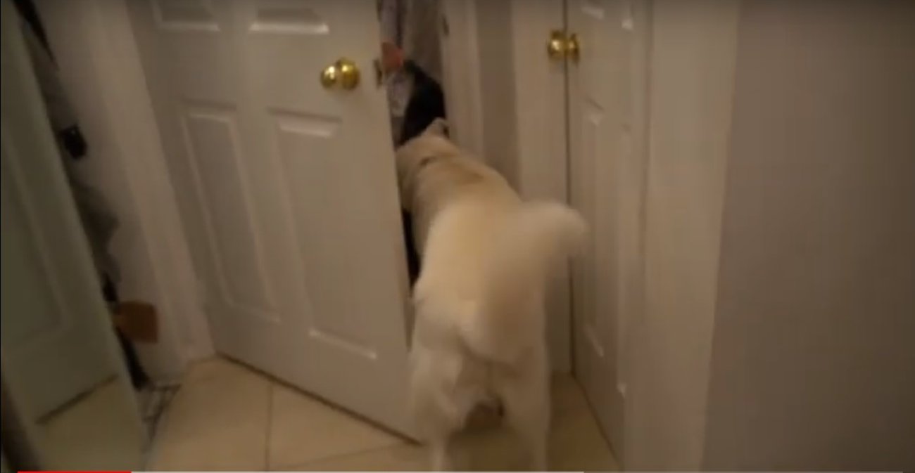 ラブラドールレトリーバー,動画