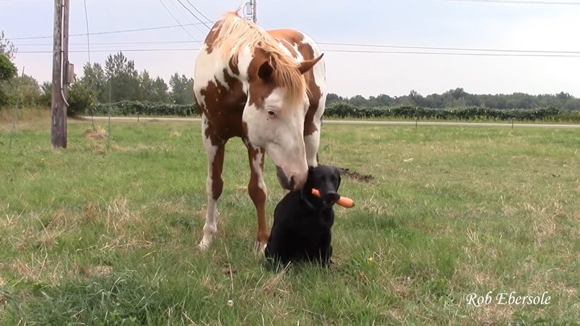 ラブラドールレトリーバー,動画