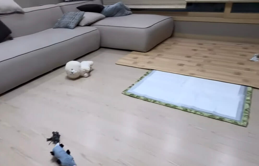 ゴールデンレトリーバー,動画