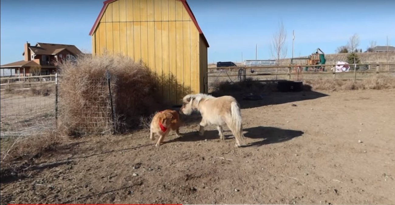 ゴールデンレトリーバー,動画