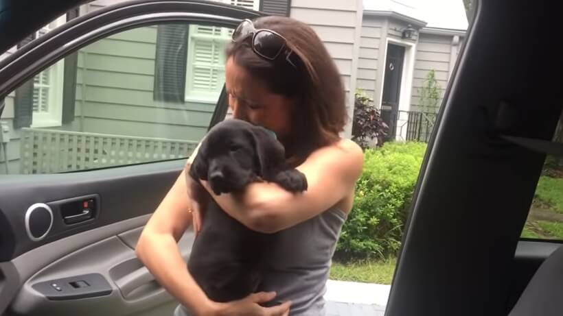 ラブラドールレトリーバー,動画