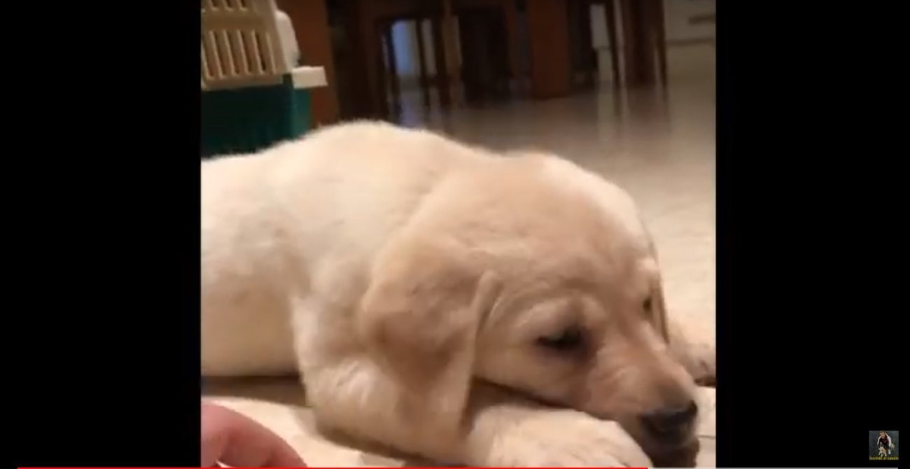 ゴールデンレトリーバー,動画