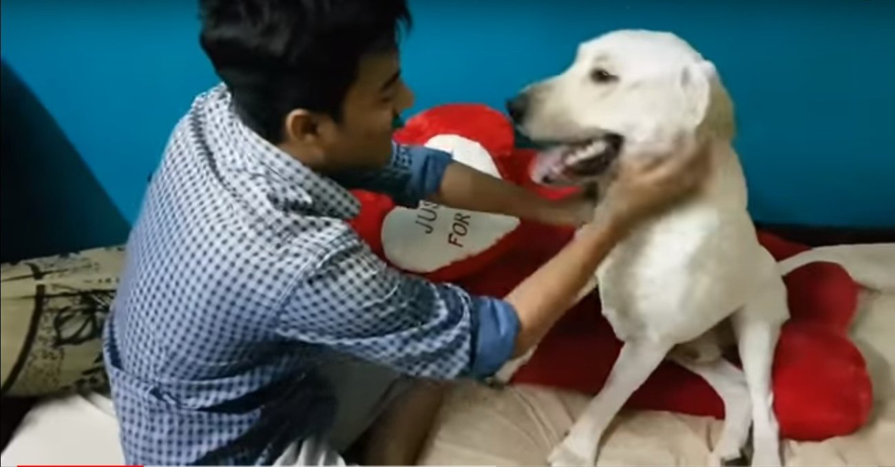 ラブラドールレトリーバー,動画