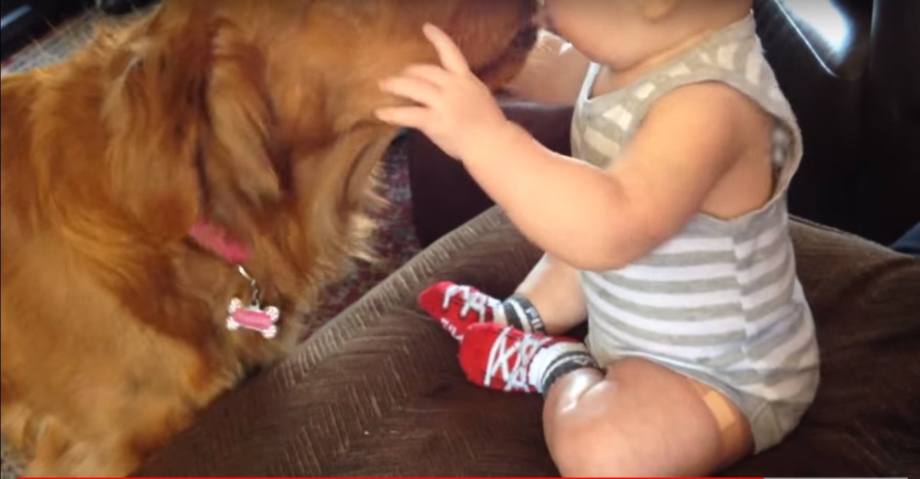 ゴールデンレトリーバー,動画