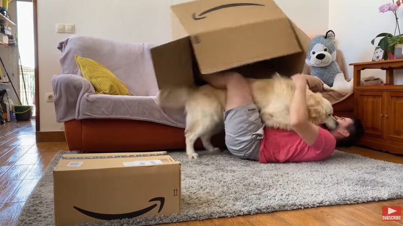 ゴールデンレトリーバー,動画