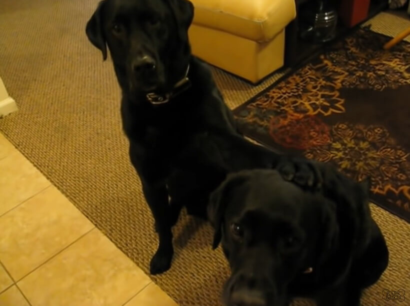 ラブラドールレトリーバー,動画