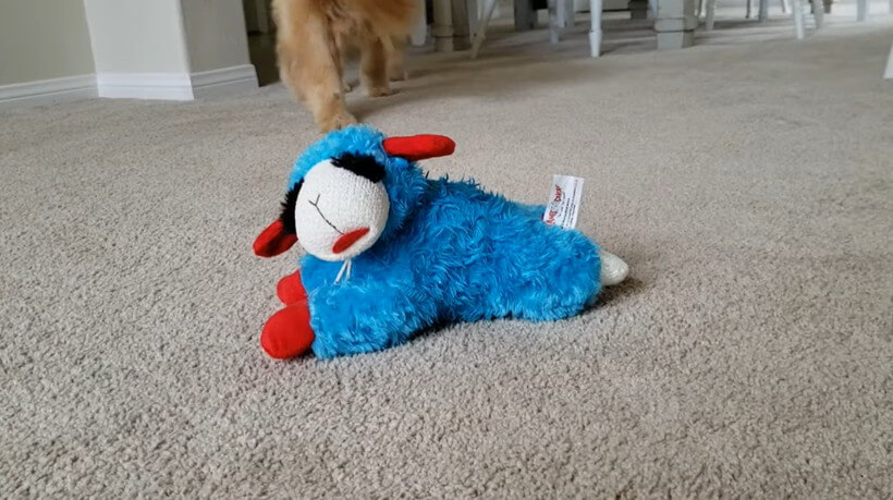 ゴールデンレトリーバー,動画