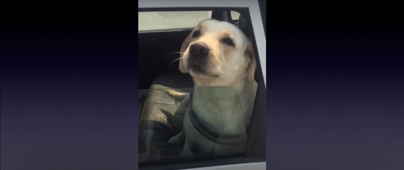 ラブラドールレトリーバー,動画