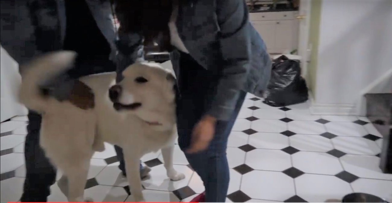 ラブラドールレトリーバー,動画