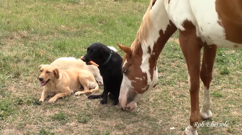 ラブラドールレトリーバー,動画