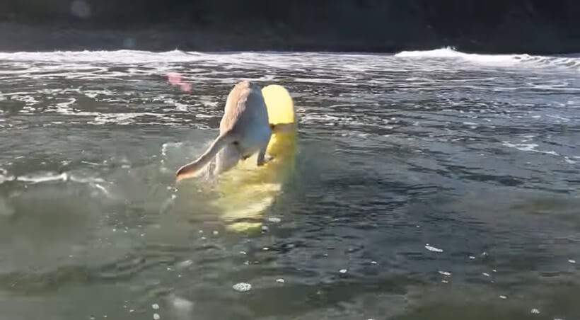 ラブラドールレトリーバー,動画