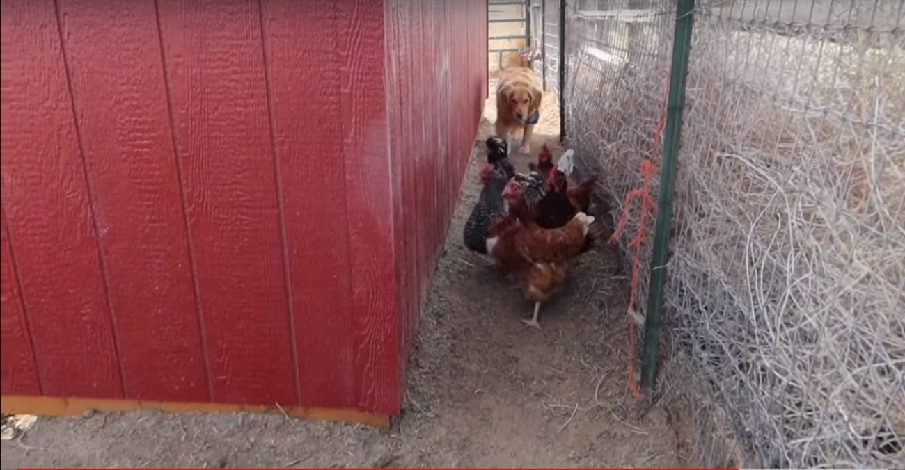 ゴールデンレトリーバー,動画