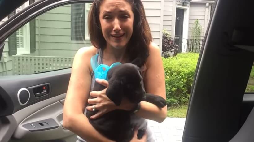 ラブラドールレトリーバー,動画