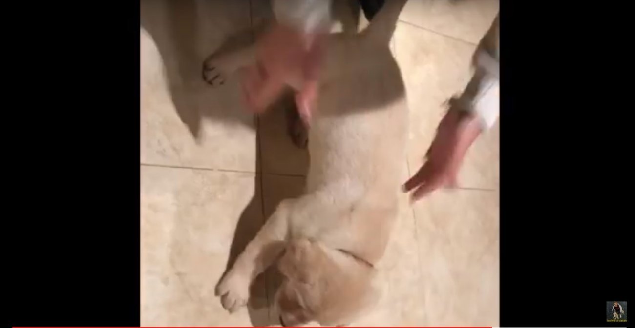 ゴールデンレトリーバー,動画