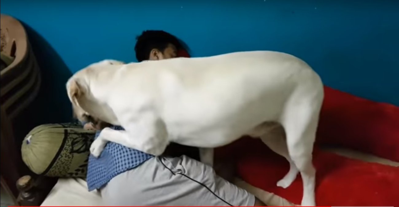 ラブラドールレトリーバー,動画