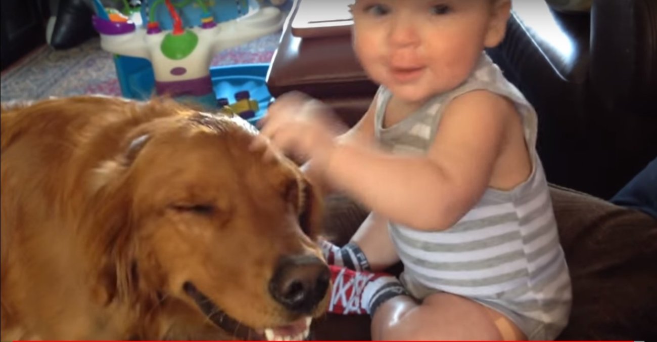 ゴールデンレトリーバー,動画