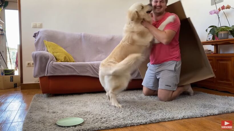 ゴールデンレトリーバー,動画