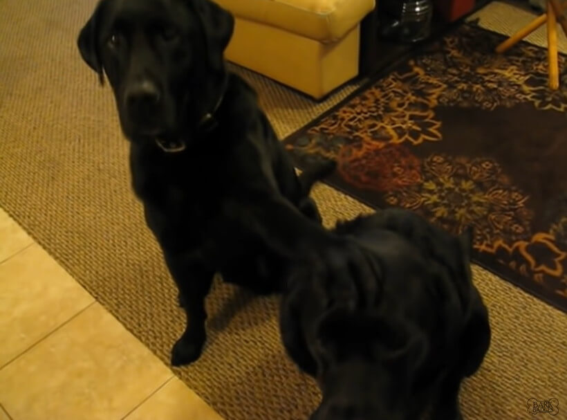 ラブラドールレトリーバー,動画