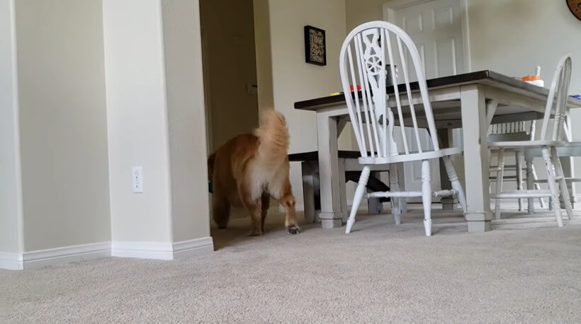 ゴールデンレトリーバー,動画