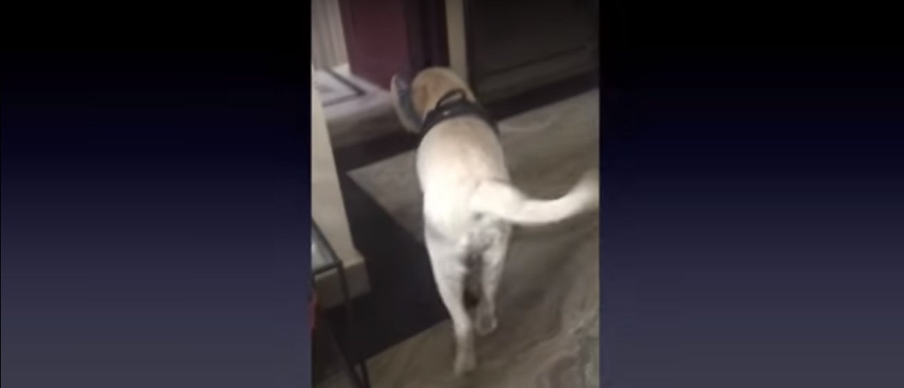 ラブラドールレトリーバー,動画