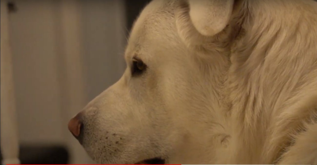 ラブラドールレトリーバー,動画