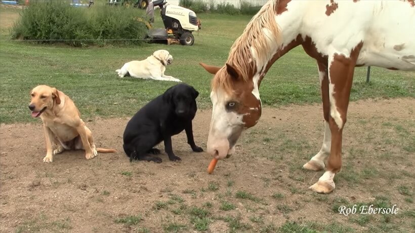 ラブラドールレトリーバー,動画