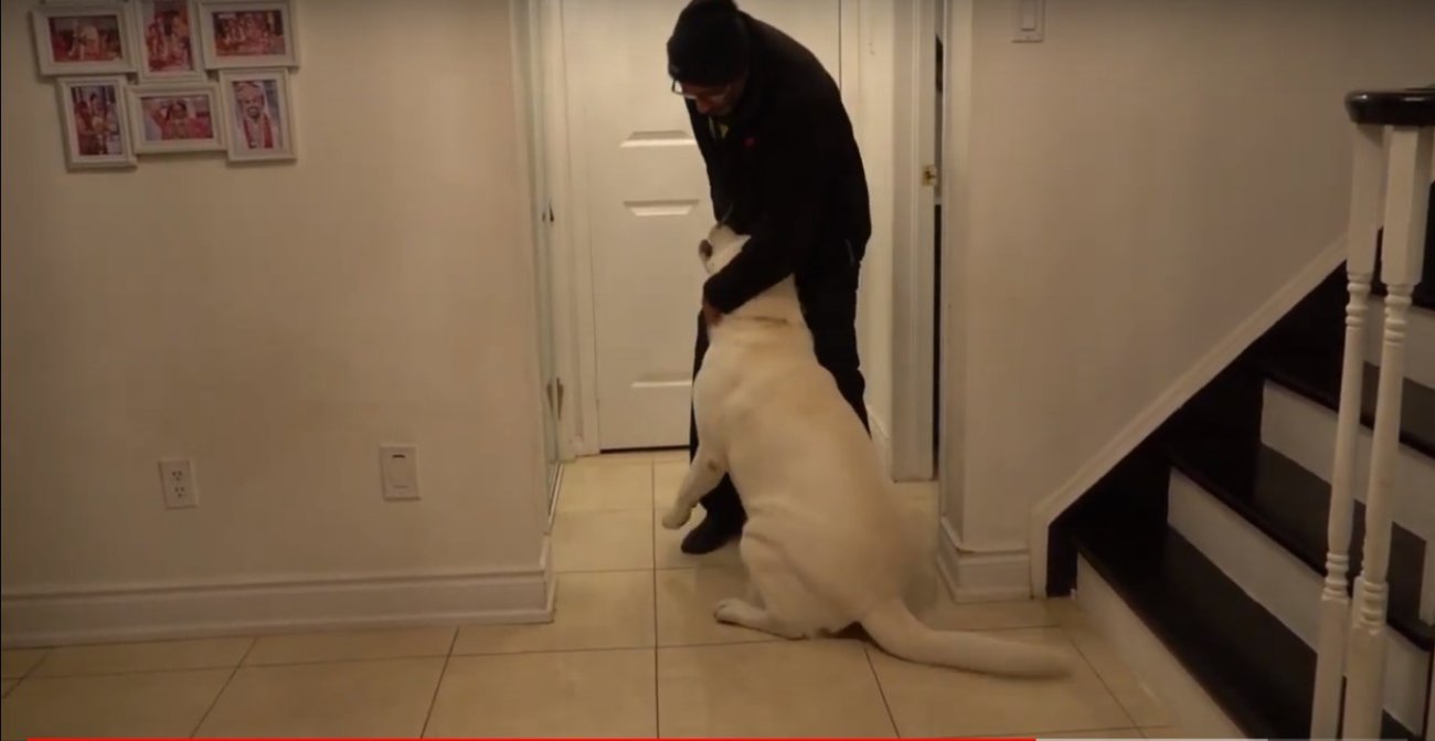 ラブラドールレトリーバー,動画