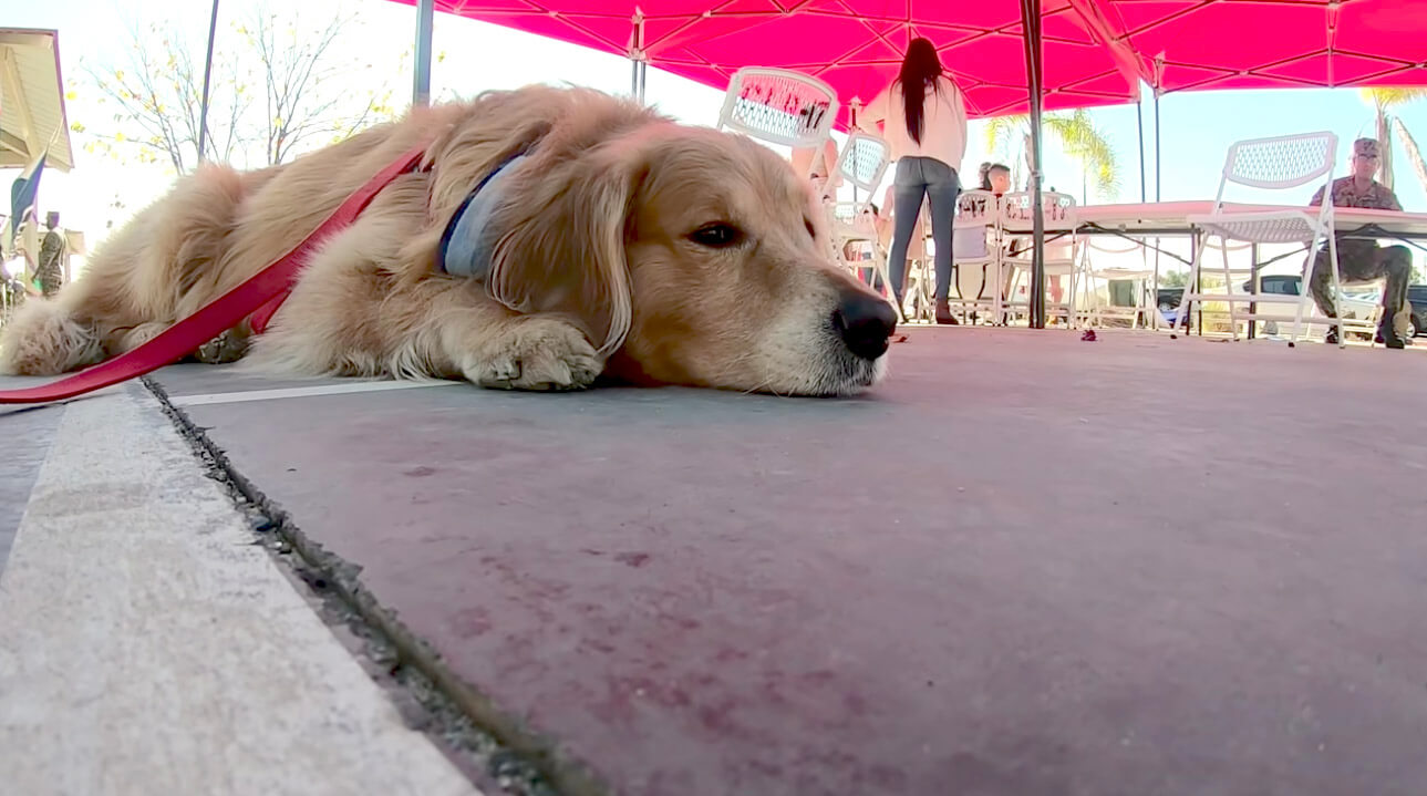 ゴールデンレトリーバー,動画