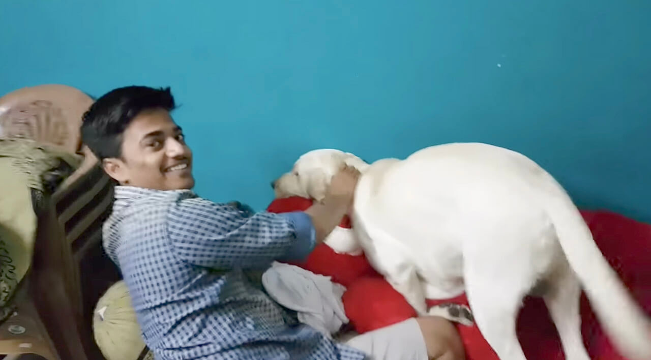 ラブラドールレトリーバー,動画