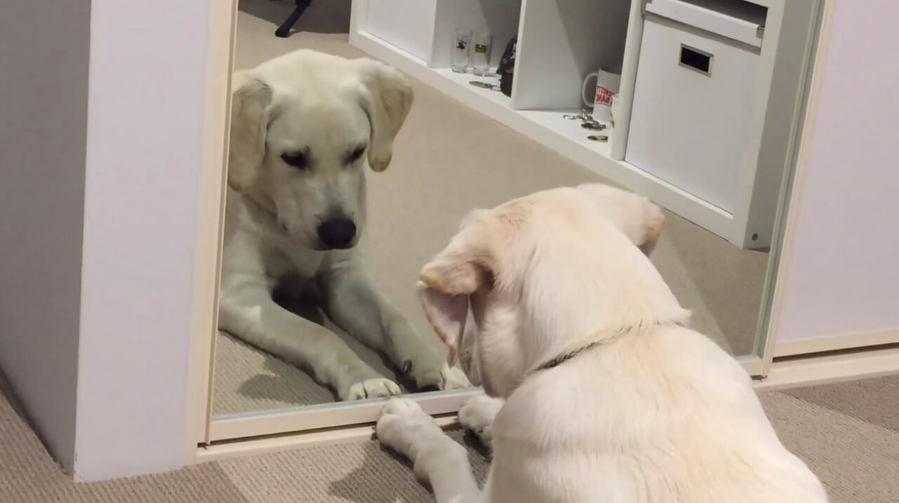 ラブラドールレトリーバー,動画