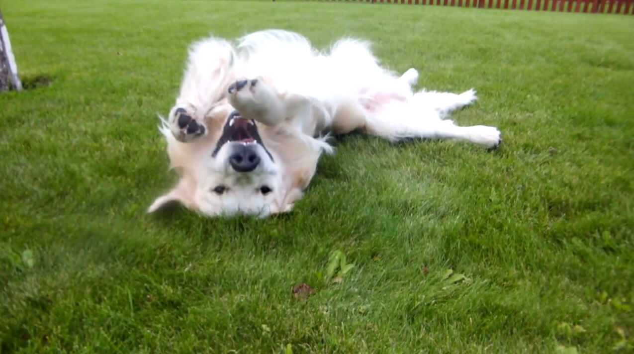 ゴールデンレトリーバー,動画