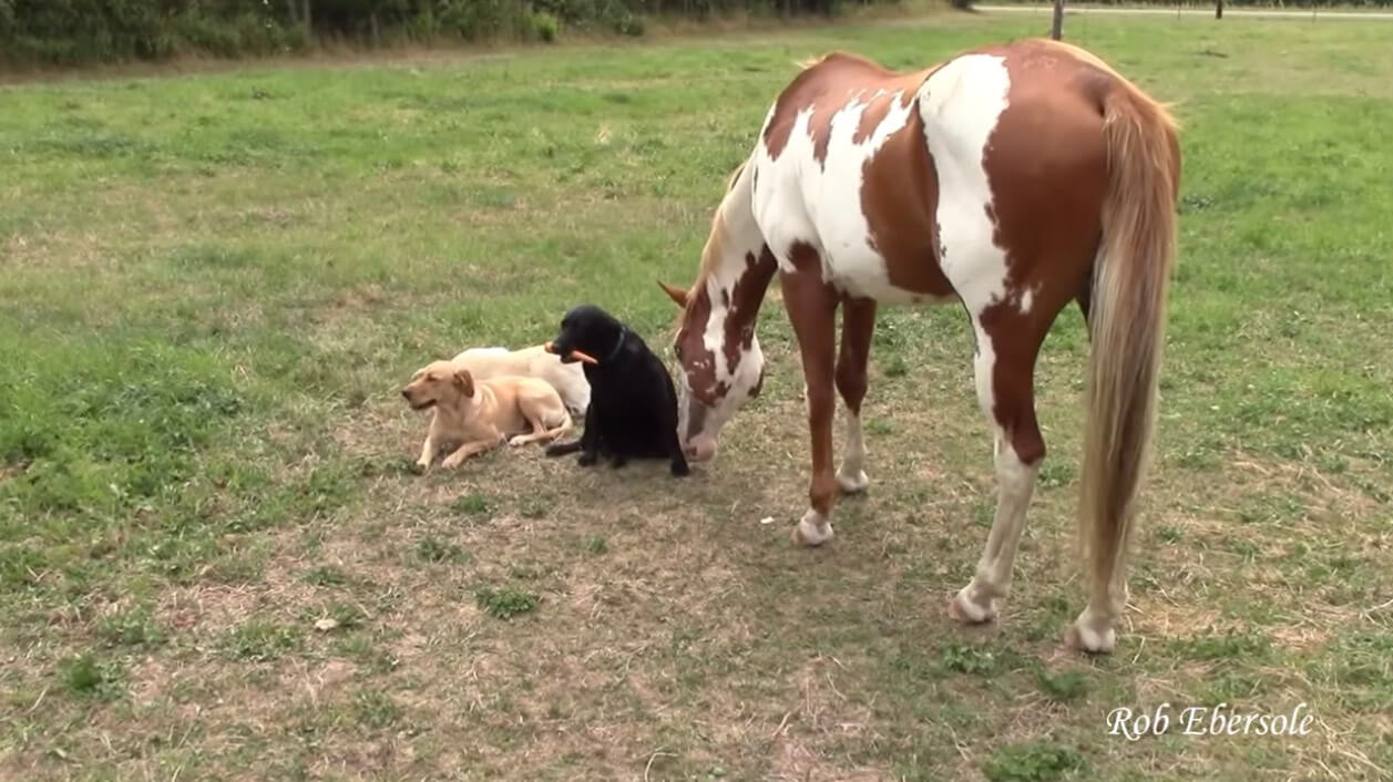 ラブラドールレトリーバー,動画