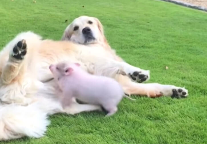 ゴールデンレトリーバー,動画