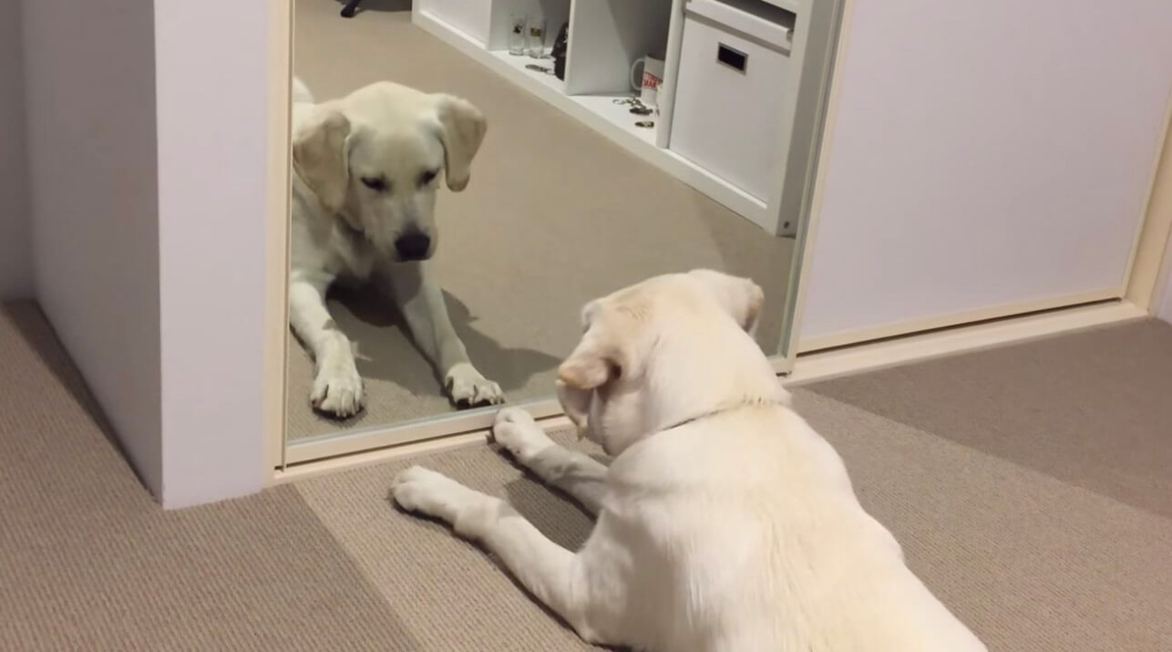 ラブラドールレトリーバー,動画